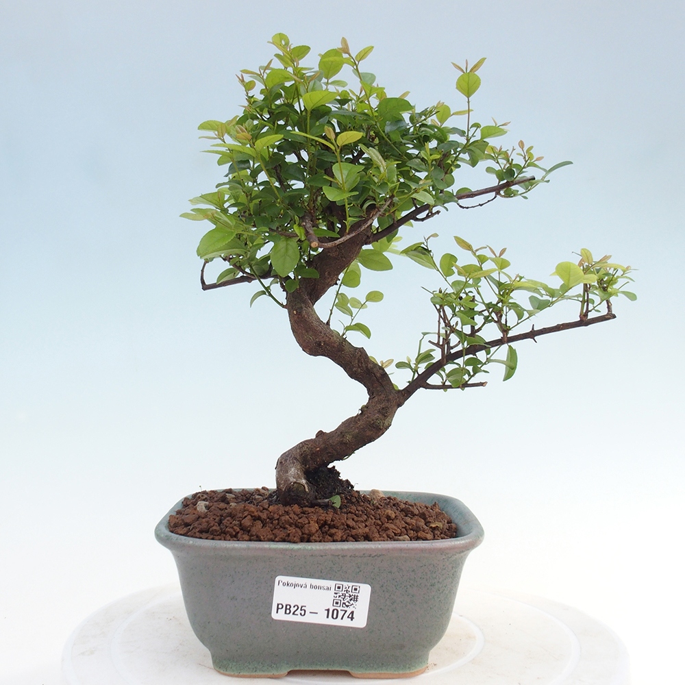 Innenbonsai - Sagerécie Thea - Sagerécie Thea