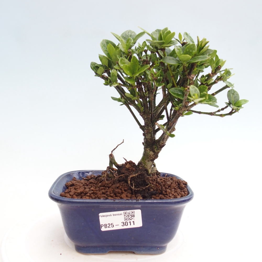 Zimmer bonsai - Gardenia jasminoides-Gardenie