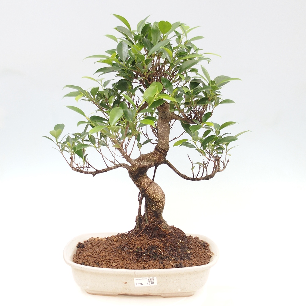 Zimmerbonsai - Ficus kimmen - Kleinblättriger Ficus