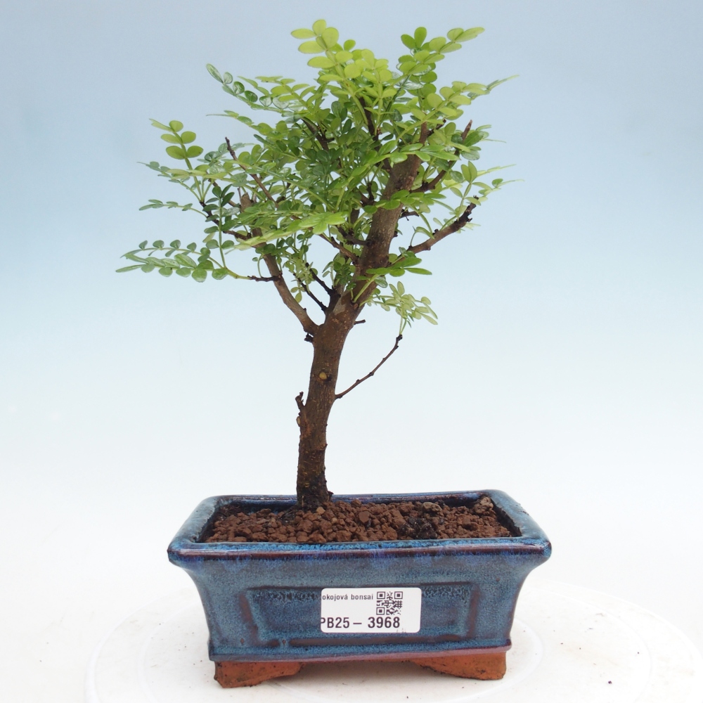 Zimmer Bonsai - Zantoxylum piperitum - Pfefferbaum