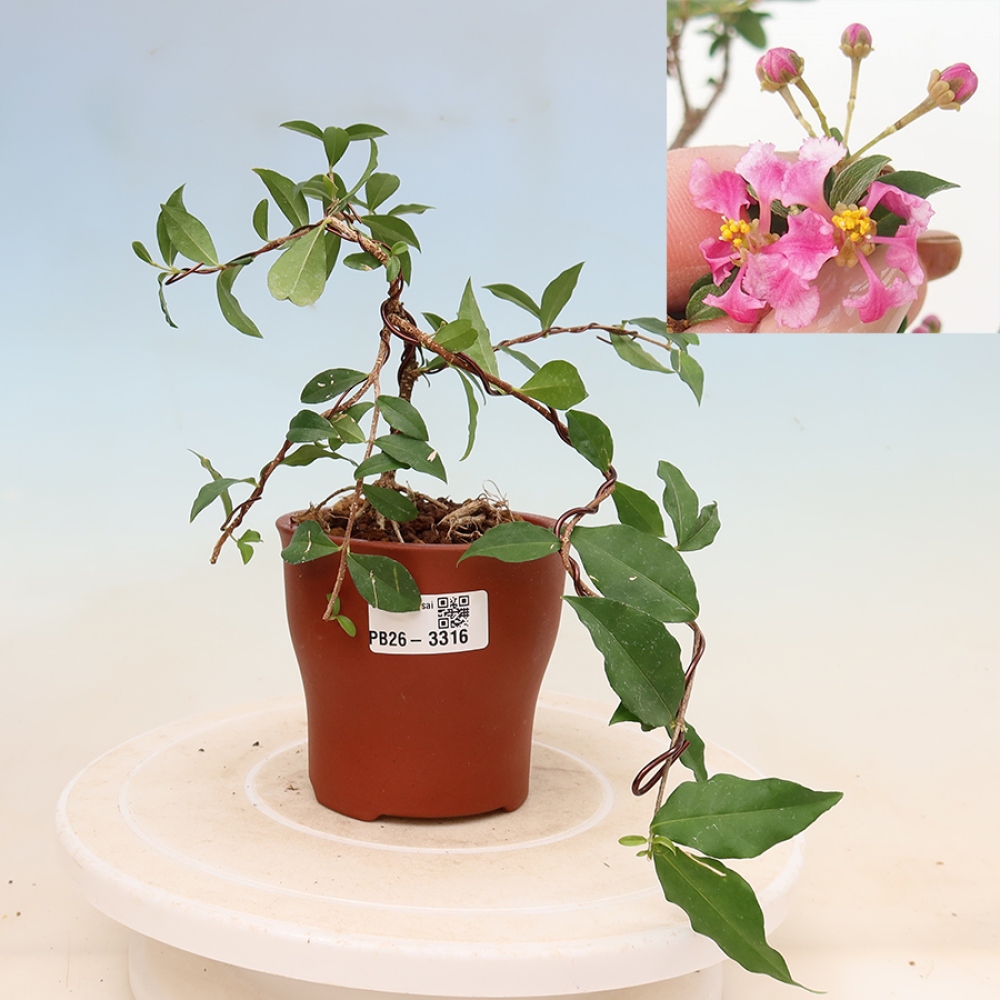 Zimmerbonsai – Barbados-Kirsche (Malpighia glabra) 