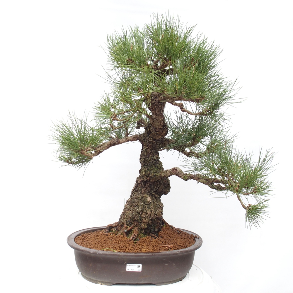 Outdoor-Bonsai - Pinus thunbergii - Thunbergkiefer