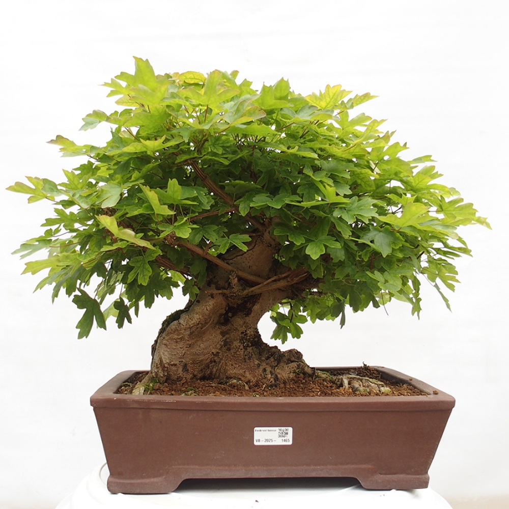 Bonsai im Freien - Baby-Ahorn - Acer campestre