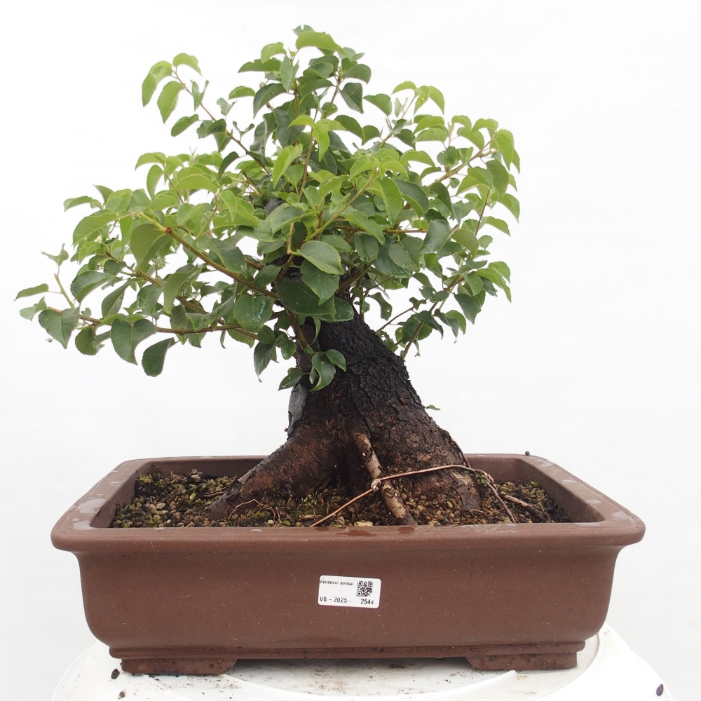 Bonsai im Freien - Mahalebka - Prunus mahaleb