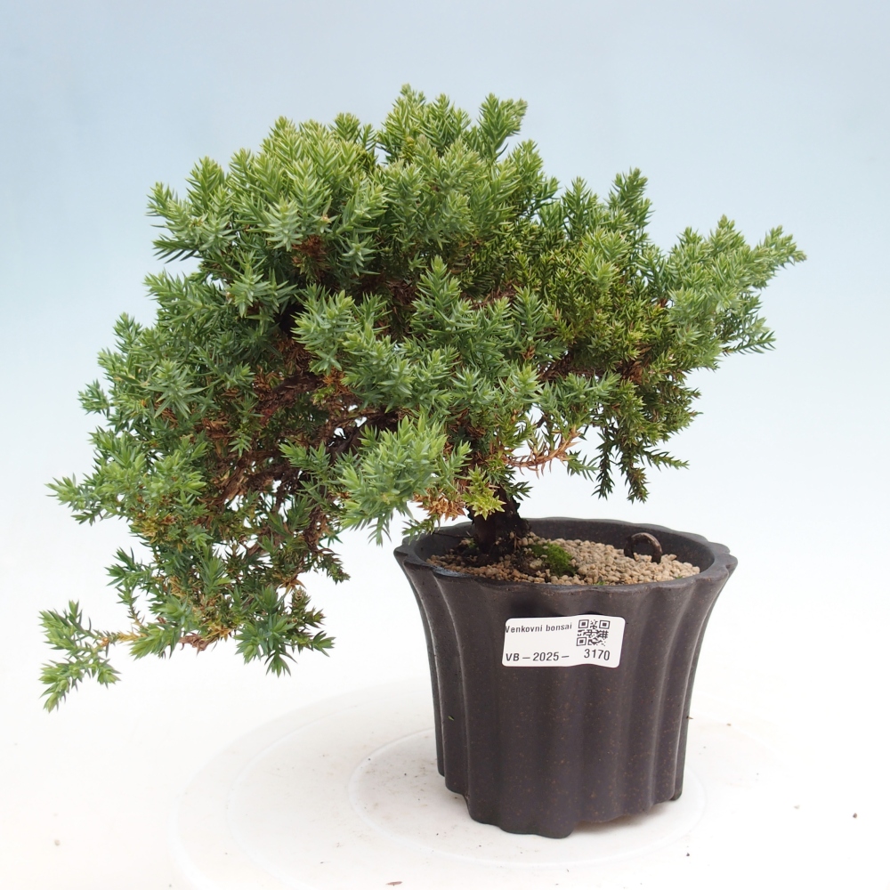 Bonsai im Freien - Juniperus procumbens - Niedergeworfener Wacholder