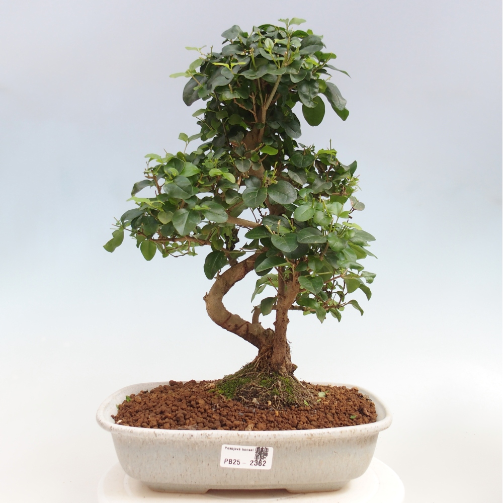 Zimmerbonsai -Ligustrum chinensis - Liguster