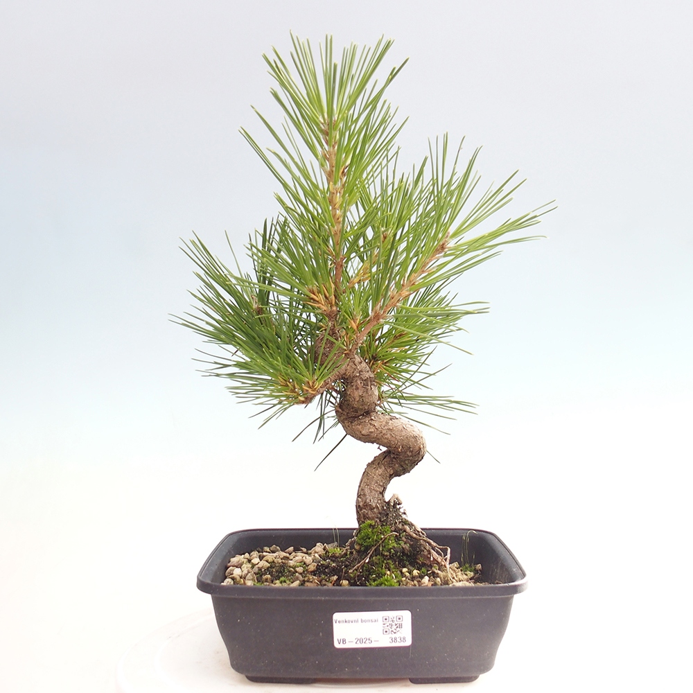 Bonsai für draußen - Pinus thunbergii - Thunberg-Kiefer