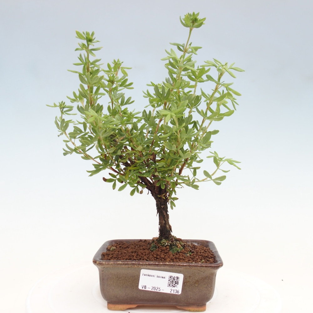 Outdoor-Bonsai-Fingerkraut - Potentila fruticosa gelber Vogel