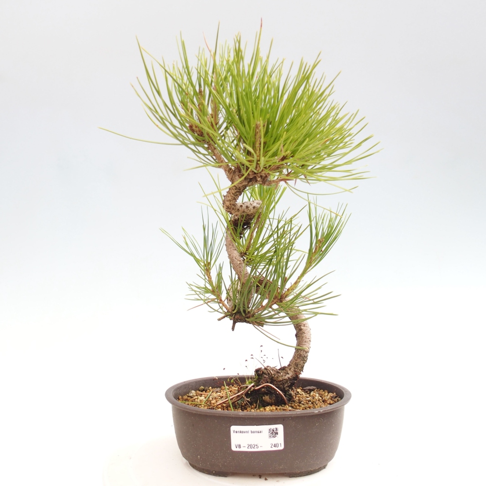 Bonsai im Freien - Pinus thunbergii - Thunbergia-Kiefer