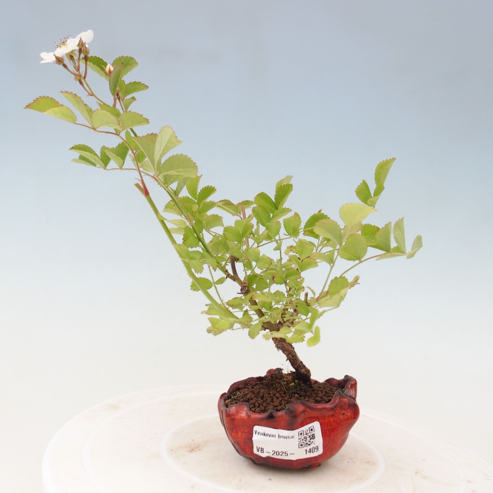 Freilandbonsai - Rosa sp. - kleinblumige Rose