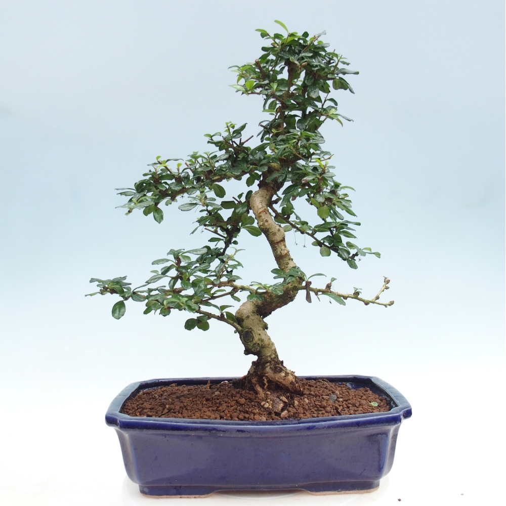 Zimmer-Bonsai - Carmona macrophylla - Tee-Fuki