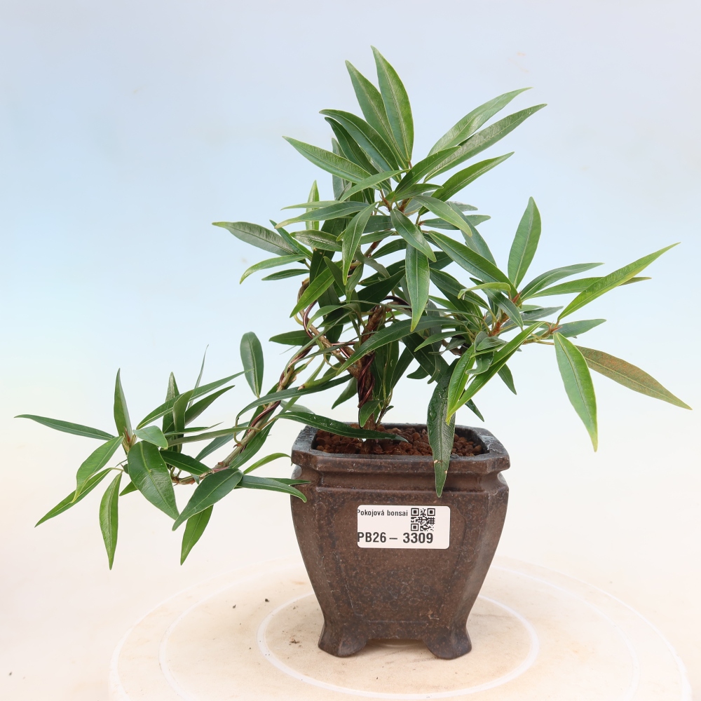 Zimmerbonsai - Ficus nerifolia - Kleinblättriger Ficus