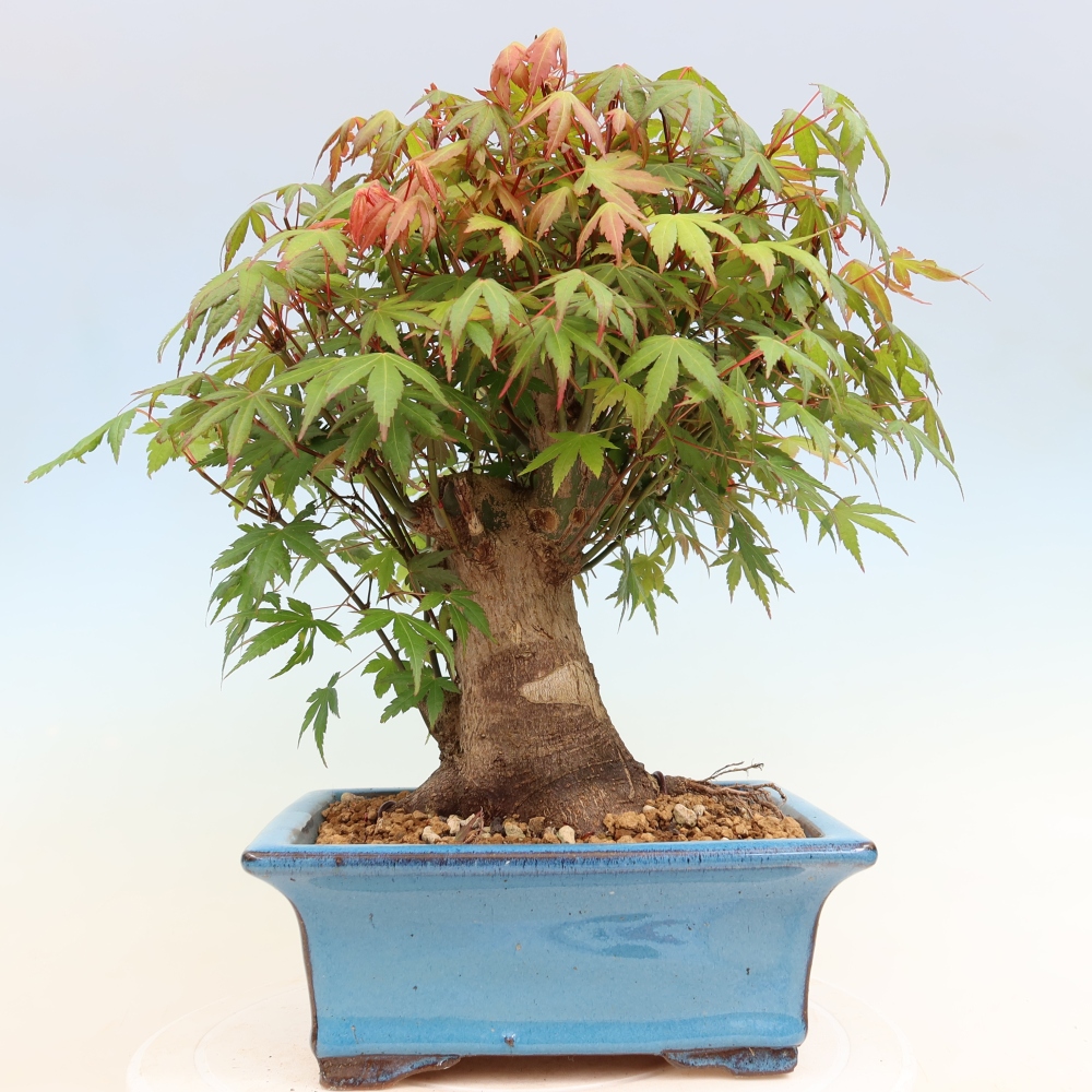 Bonsai für draußen - Ahorn Burger - Acer Burgerianum