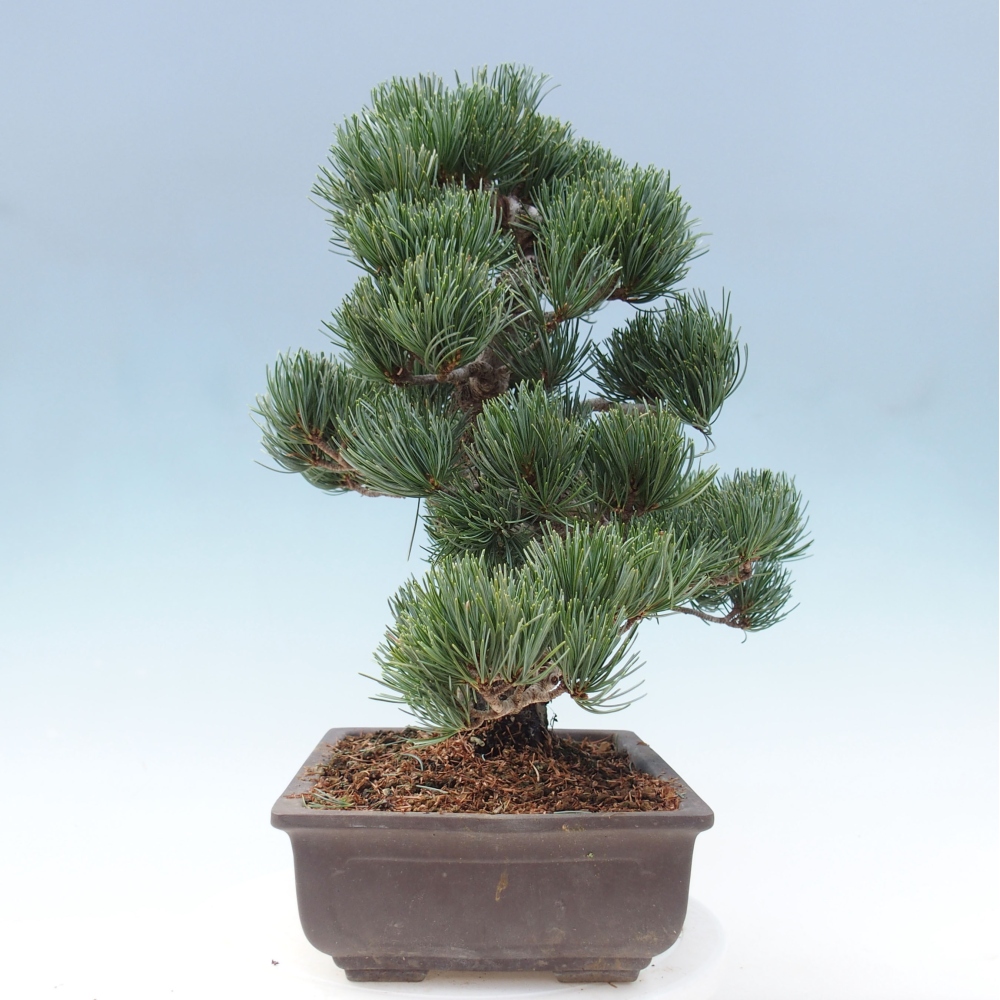 Bonsai im Freien - Pinus parviflora - kleine Kiefer