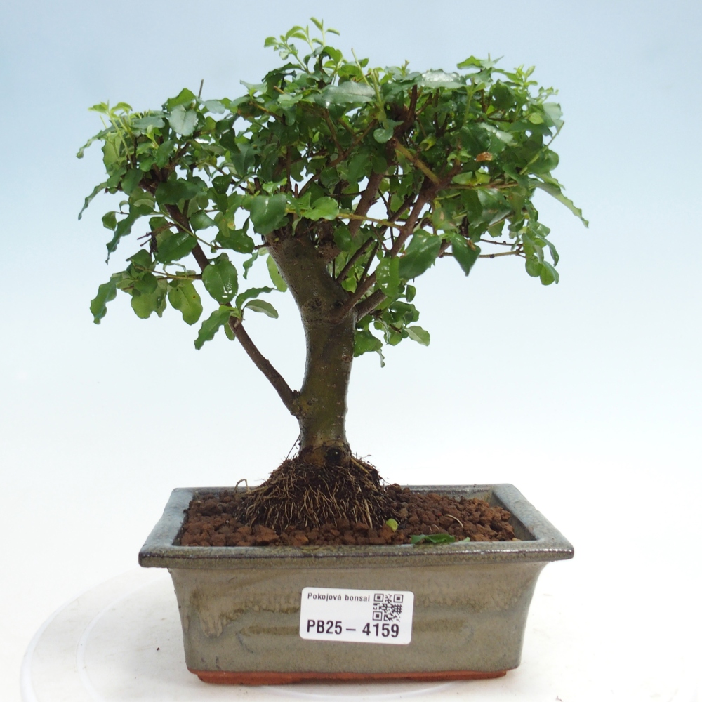 Zimmer Bonsai -Ligustrum chinensis - Vogelschnabel