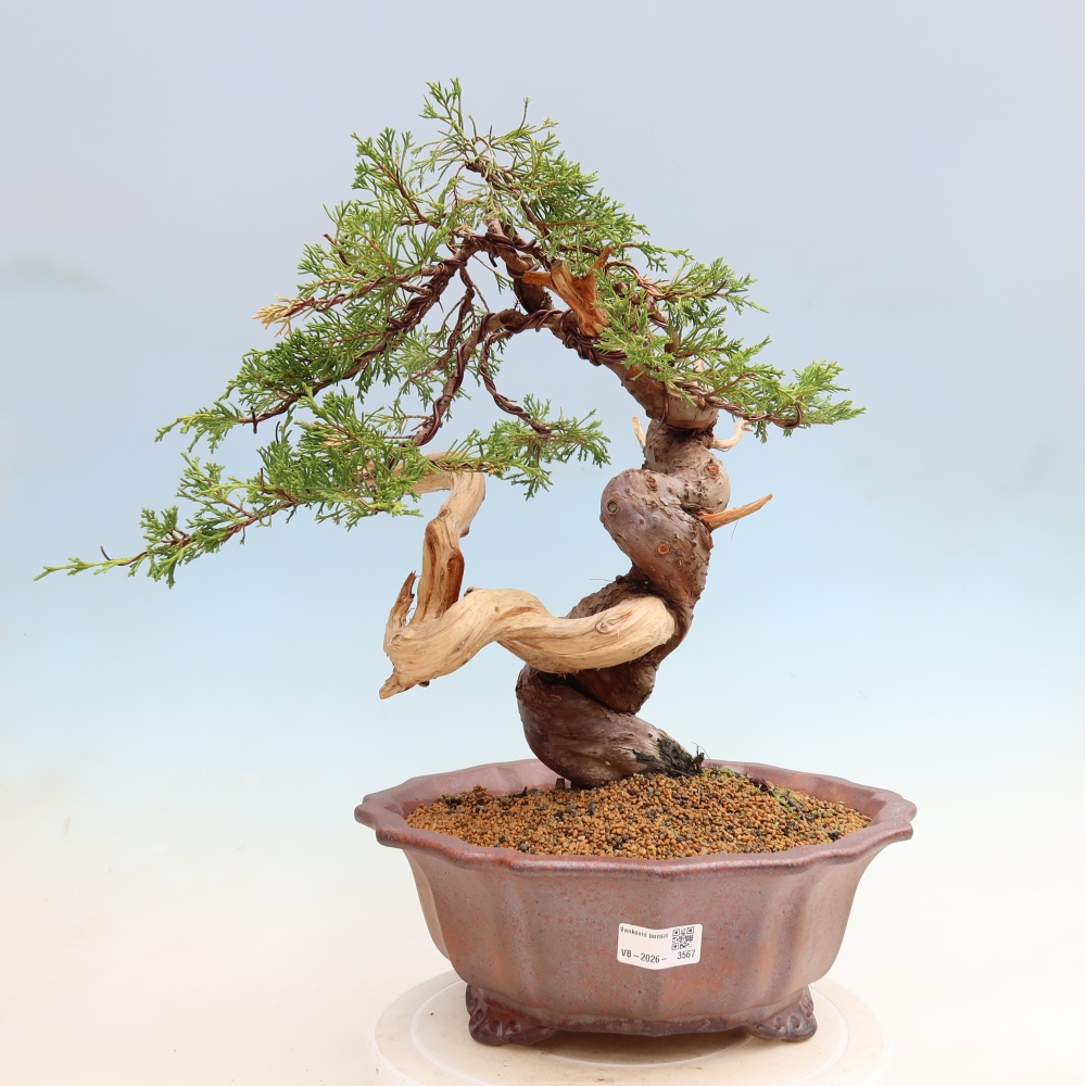 Bonsai für draußen - Juniperus chinensis Itoigawa-Juniperus chinensis