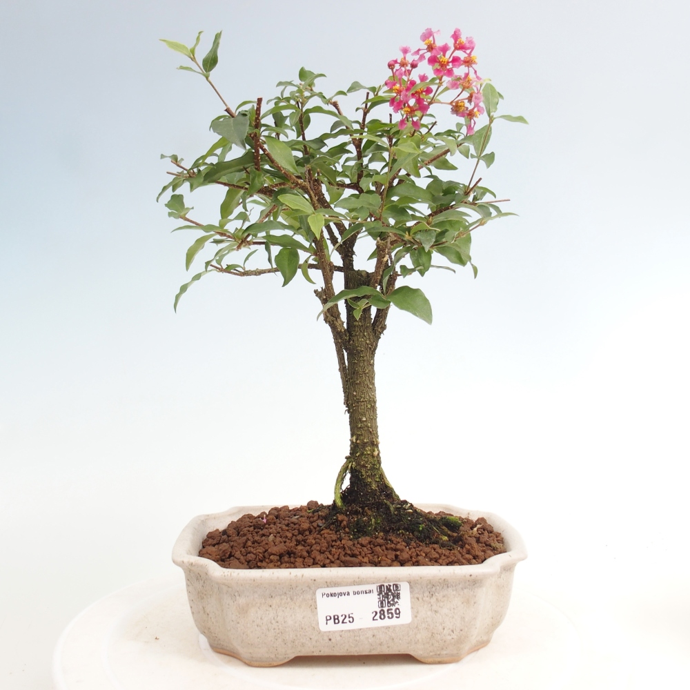 Zimmerbonsai - Malpighia coccigera - Barbdor-Kirsche