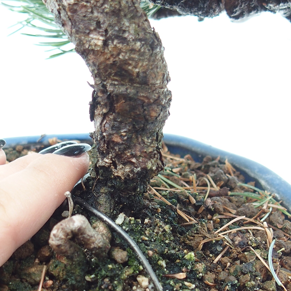 Bonsai im Freien - Pinus parviflora - kleine Kiefer