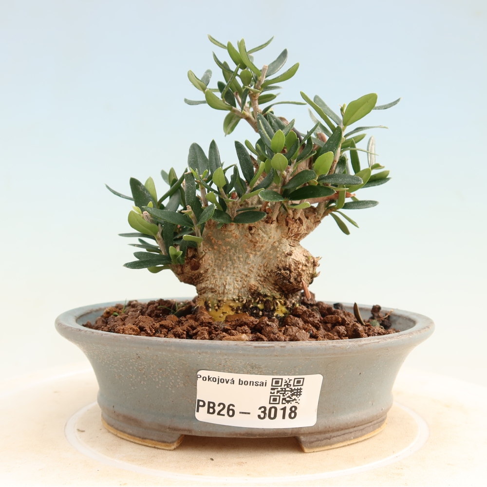 Zimmerbonsai - Olea europaea sylvestris