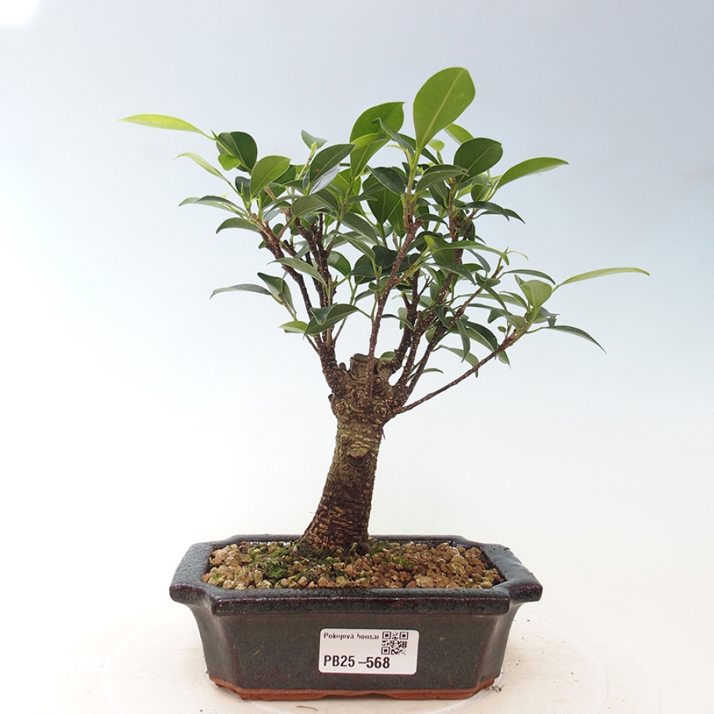 Zimmerbonsai - Ficus retusa - kleinblättriger Ficus