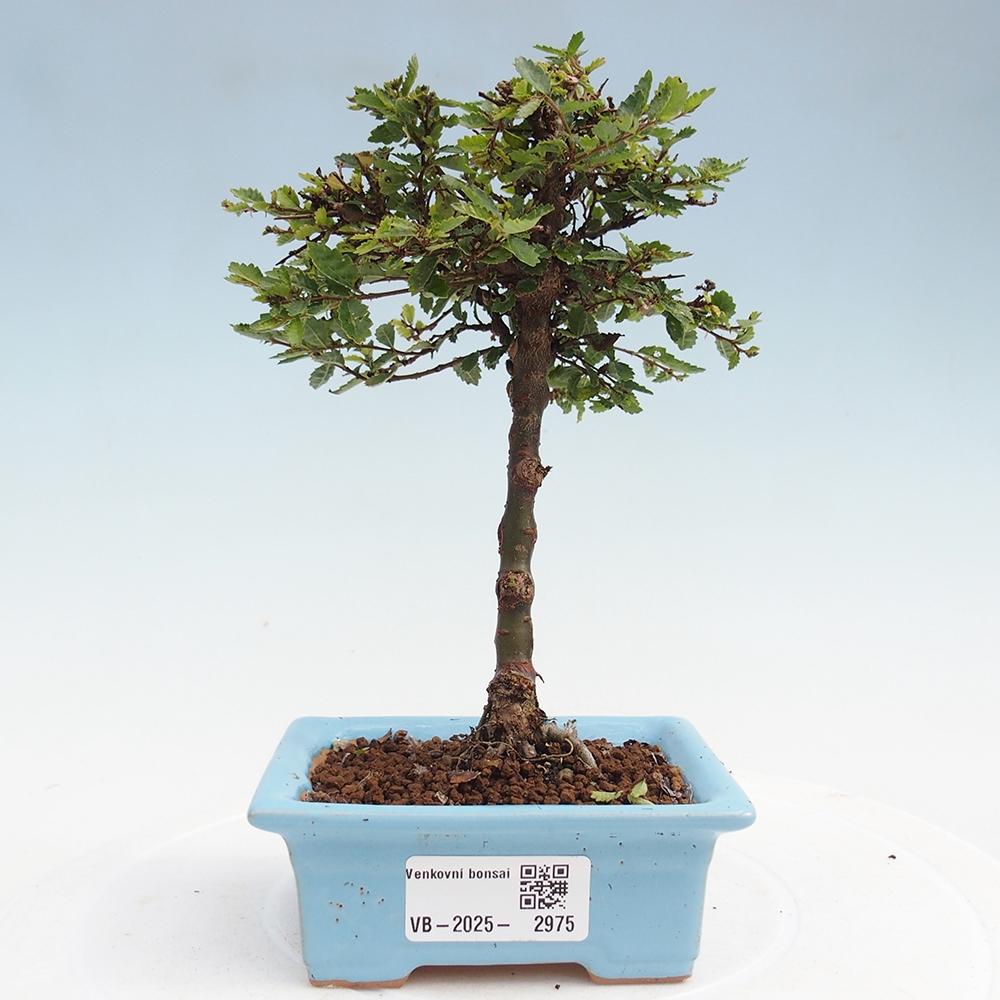 Bonsai im Freien - Ulmus parvifolia Sagei - Kleinblättrige Ulme