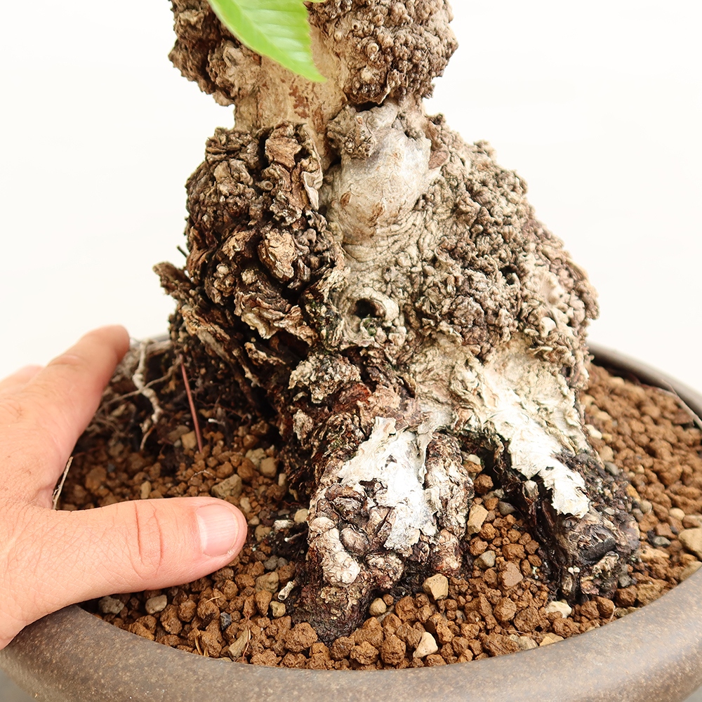 Bonsai im Freien - Carpinus Coreana - Koreanische Hainbuche