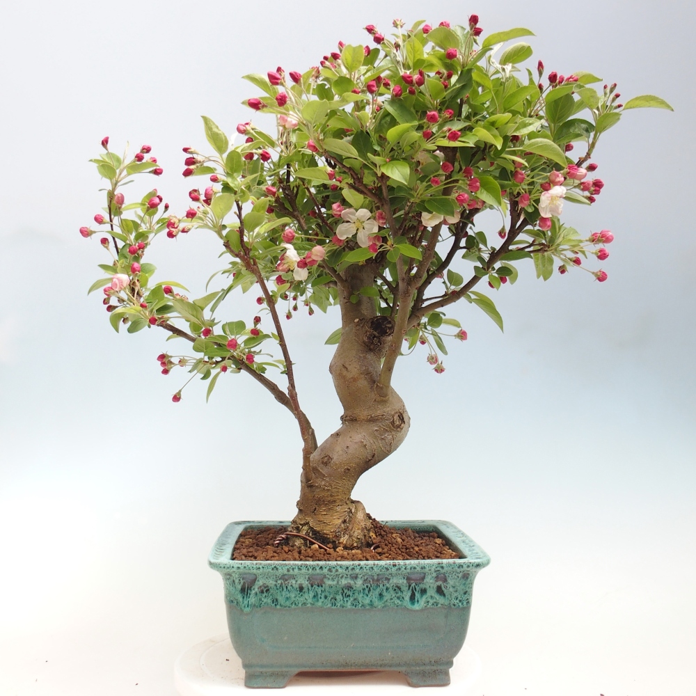 Outdoor-Bonsai -Malus halliana - Kleinfrüchtiger Apfelbaum