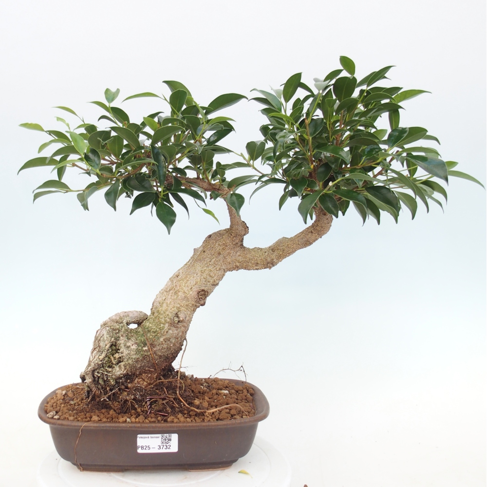 Zimmerbonsai - Ficus kimmen - Kleinblättriger Ficus