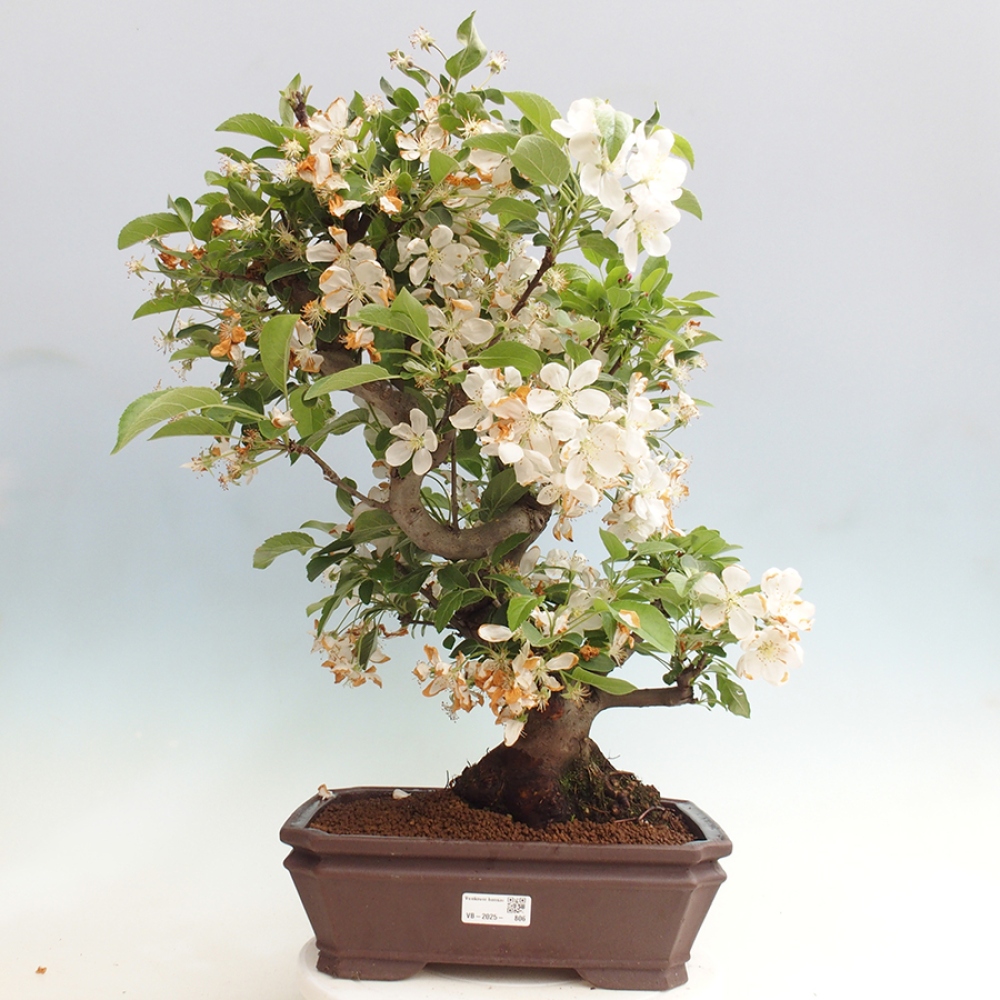 Bonsai im Freien - Malus halliana - Kleinfruchtiger Apfelbaum