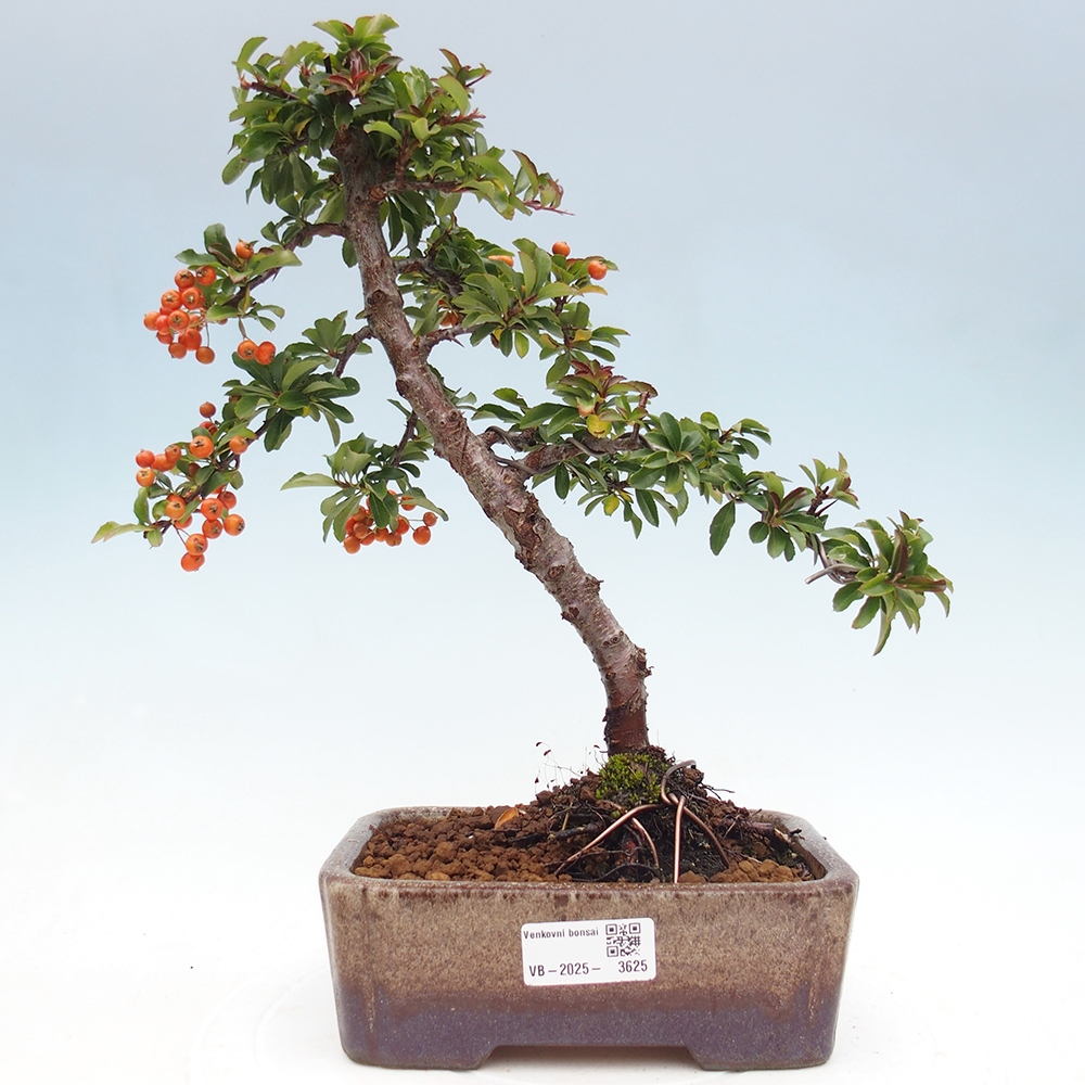 Outdoor Bonsai-Pyracanta Teton -Bäckerei