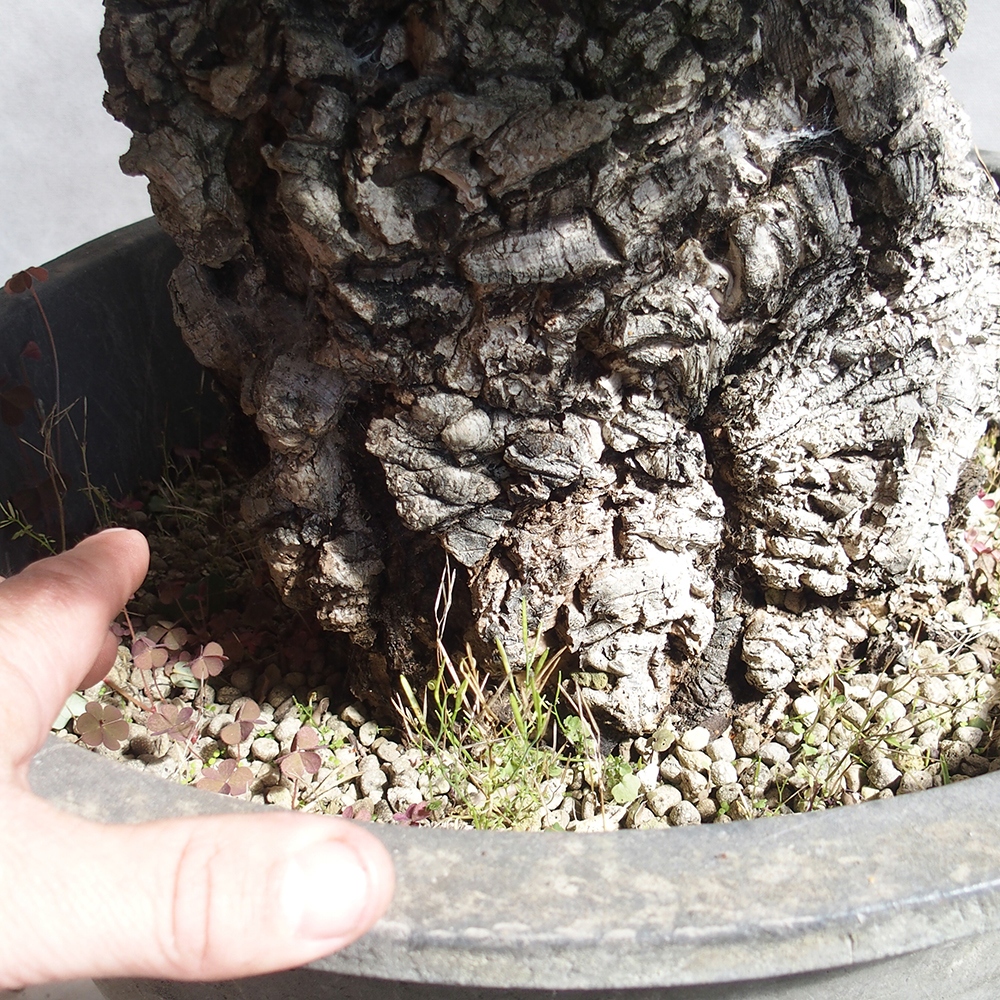 Outdoor-Bonsai Quercus suber - Kork-Eiche