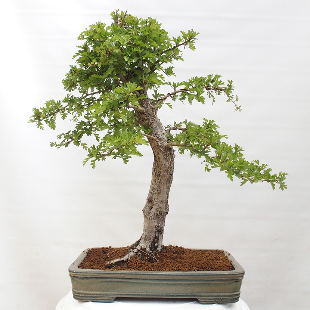 Bonsai im Freien - Weißdorn - Crataegus monogyna