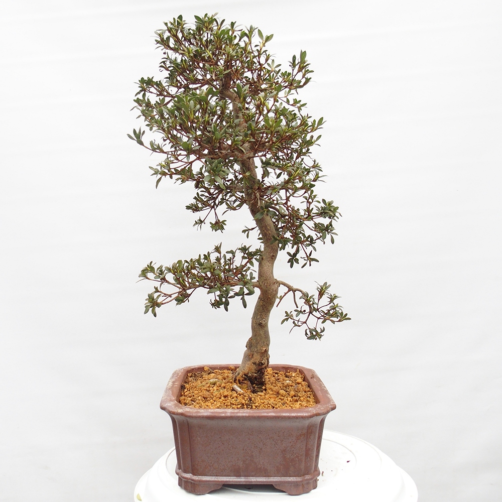 Bonsai für draußen - Japanische Azalee - Azalea satsuki