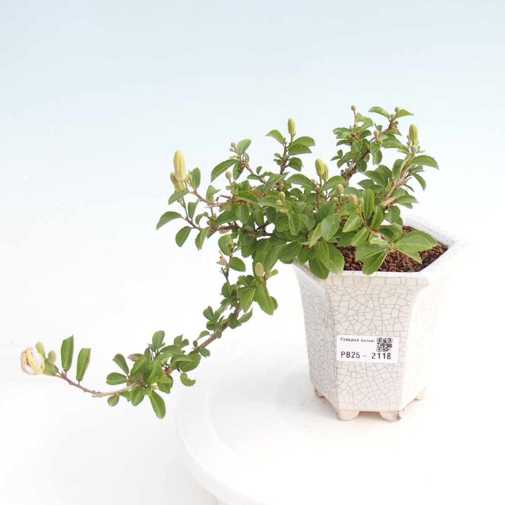 Zimmerbonsai - Grewia occidentalis - Lavendelstern