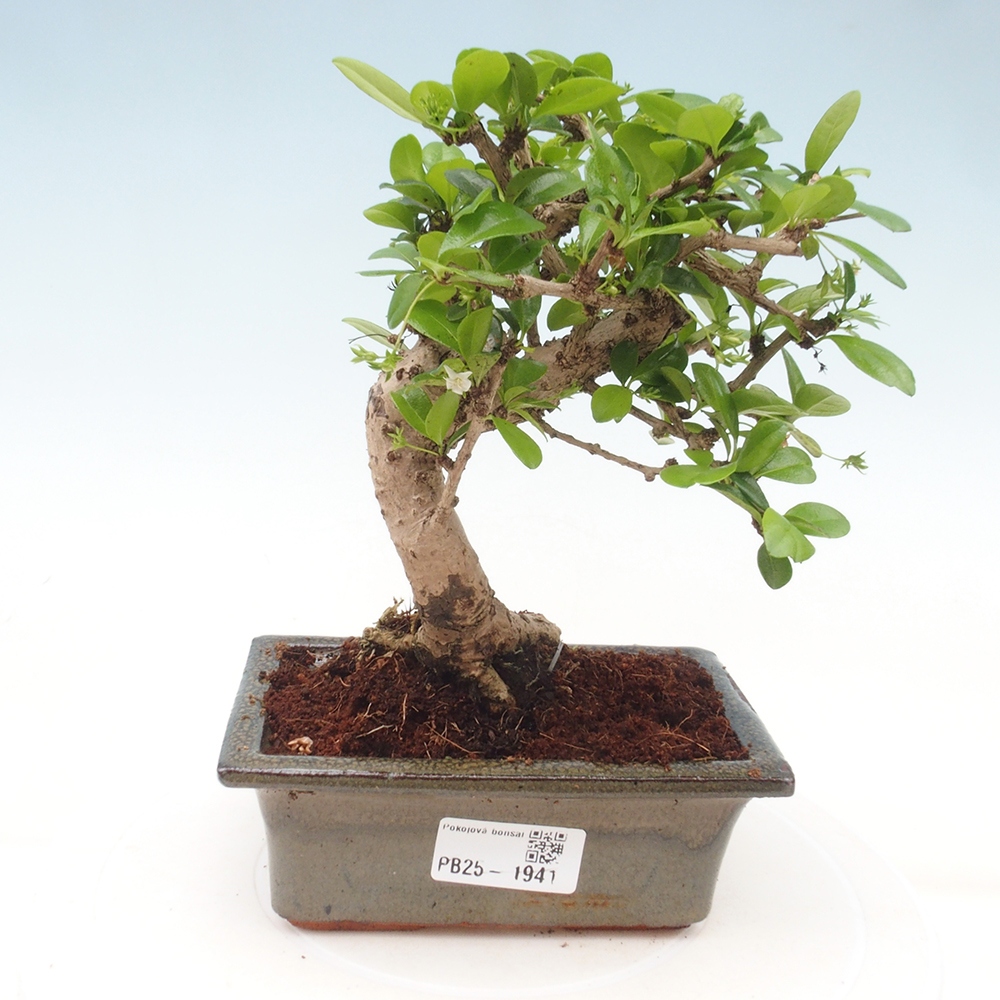 Zimmerbonsai - Carmona Macrophylla - Fuki-Tee