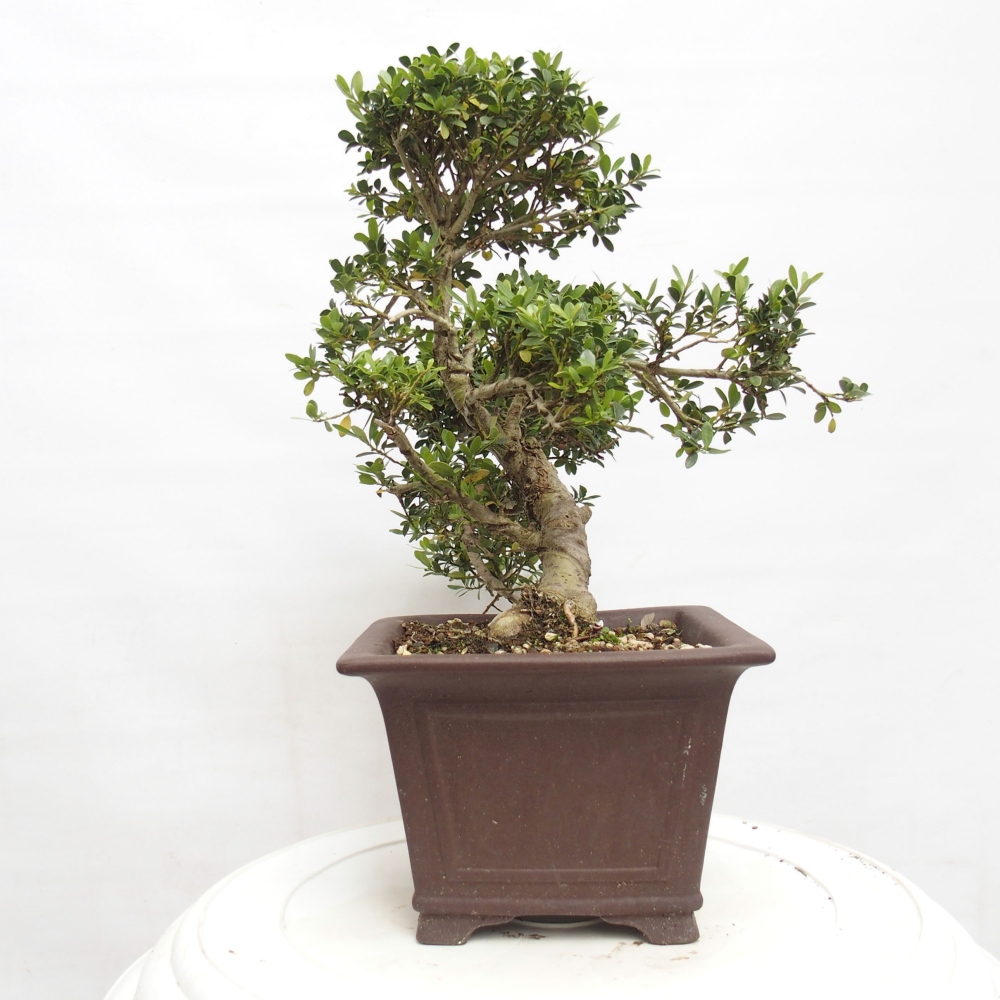 Zimmerbonsai - Ilex crenata - Holly