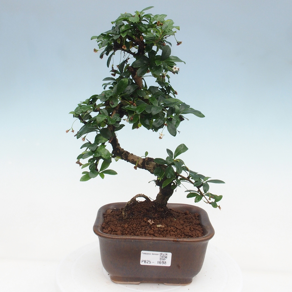 Zimmer Bonsai - Carmona macrophylla - Tea Fuki