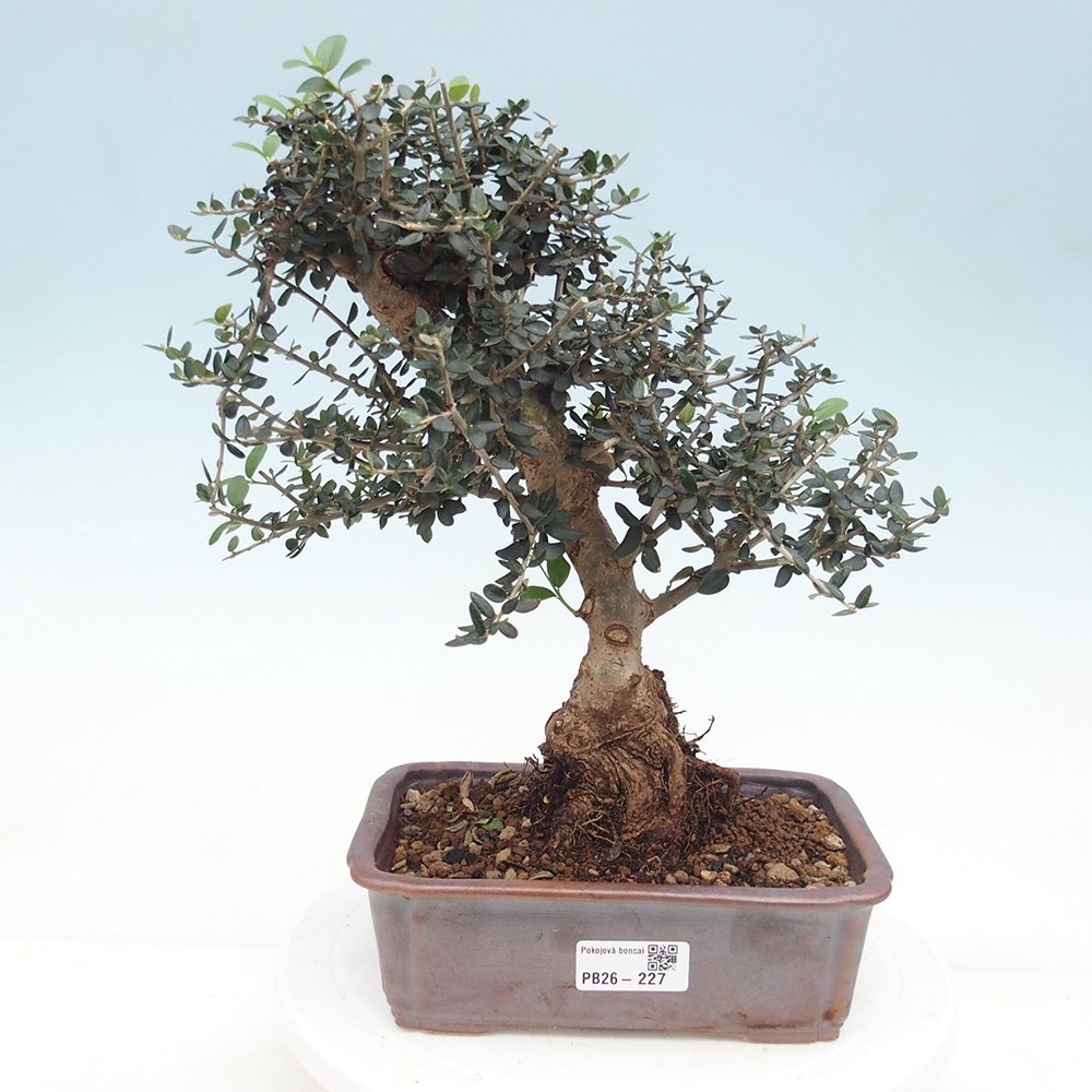 Zimmerbonsai - Olea europaea sylvestris