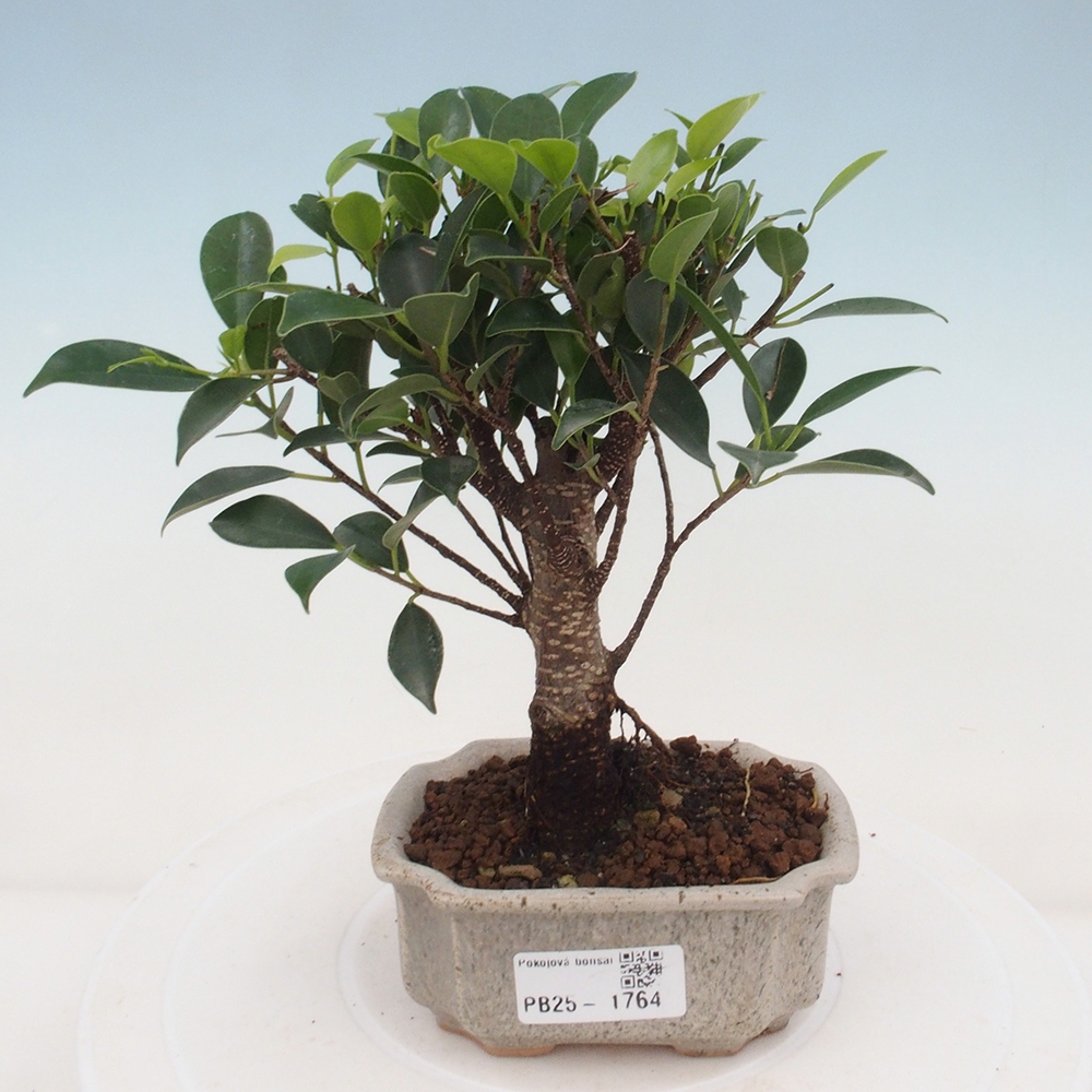 Zimmerbonsai - Kleinblättriger Ficus - Ficus kimmen