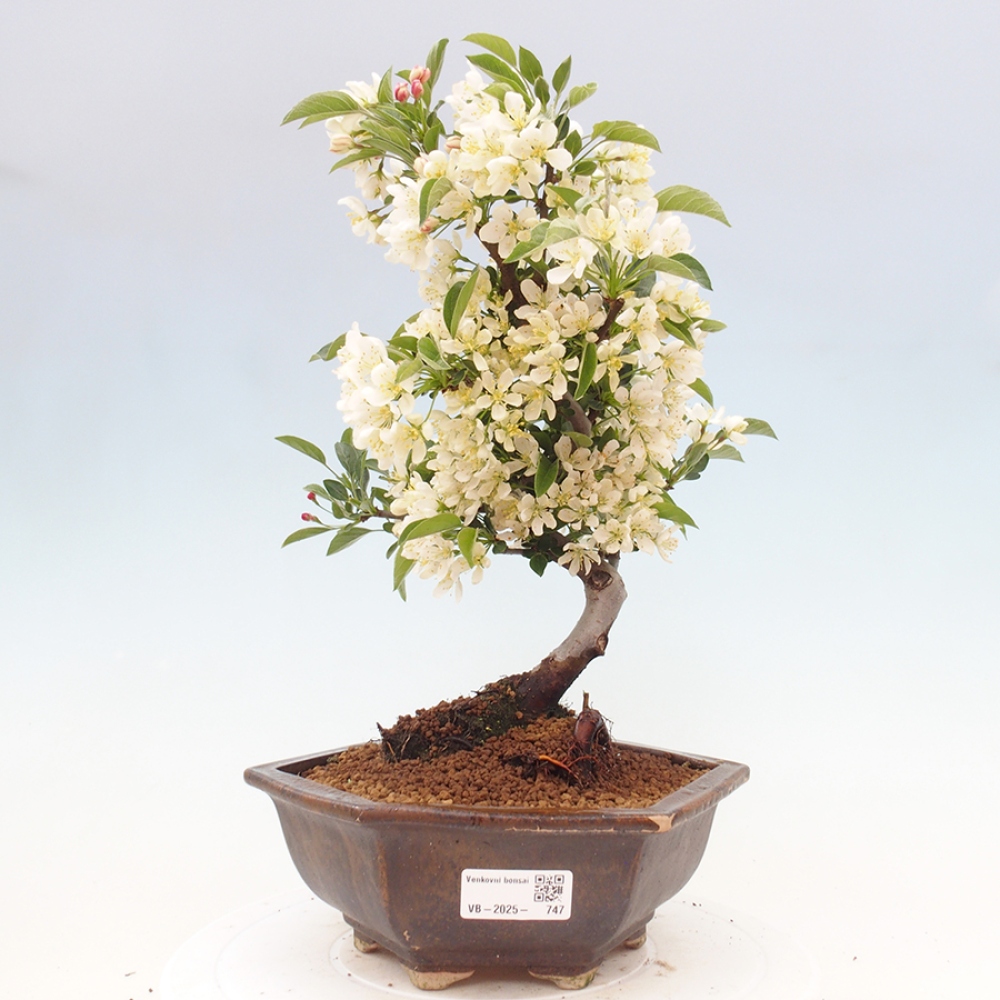Freilandbonsai - Malus sargentii - Kleinfruchtiger Apfelbaum