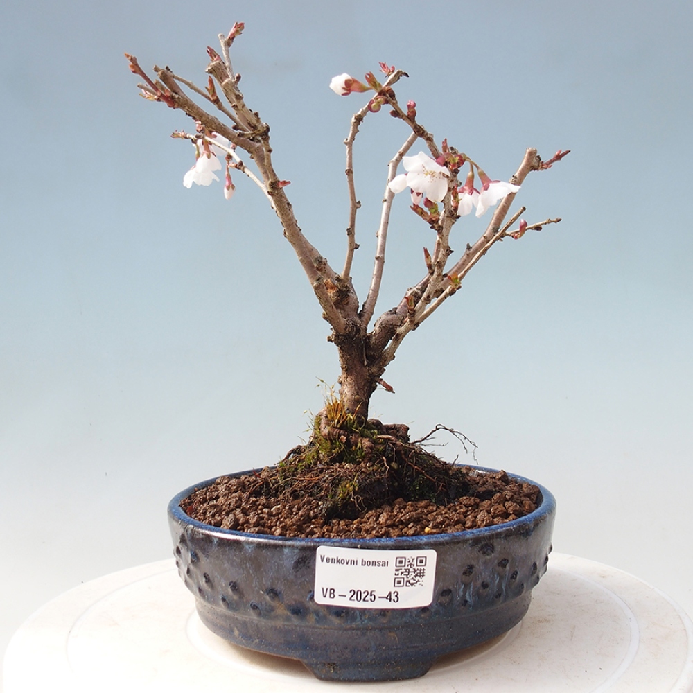 Bonsai im Freien - Prunus incisa Kojou-no mai-Pflaume geschnitten