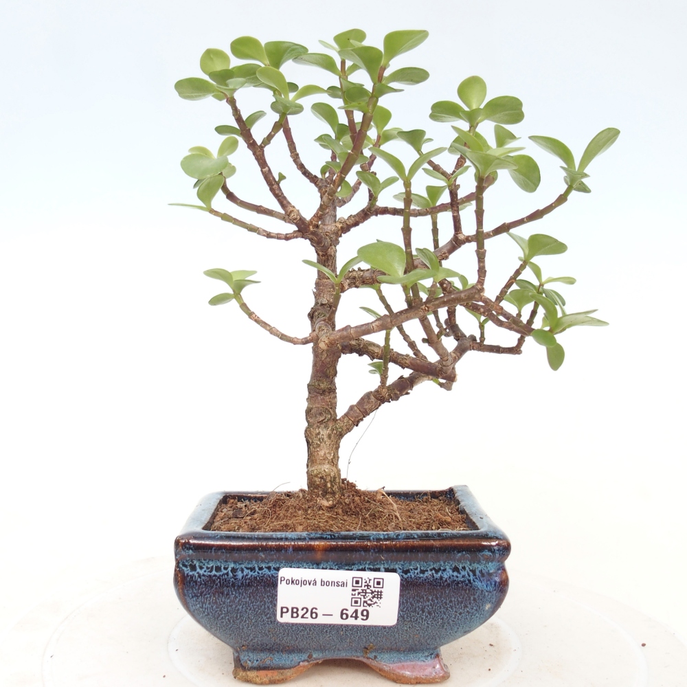 Zimmer Bonsai - Portulakaria Afra - Tlustice
