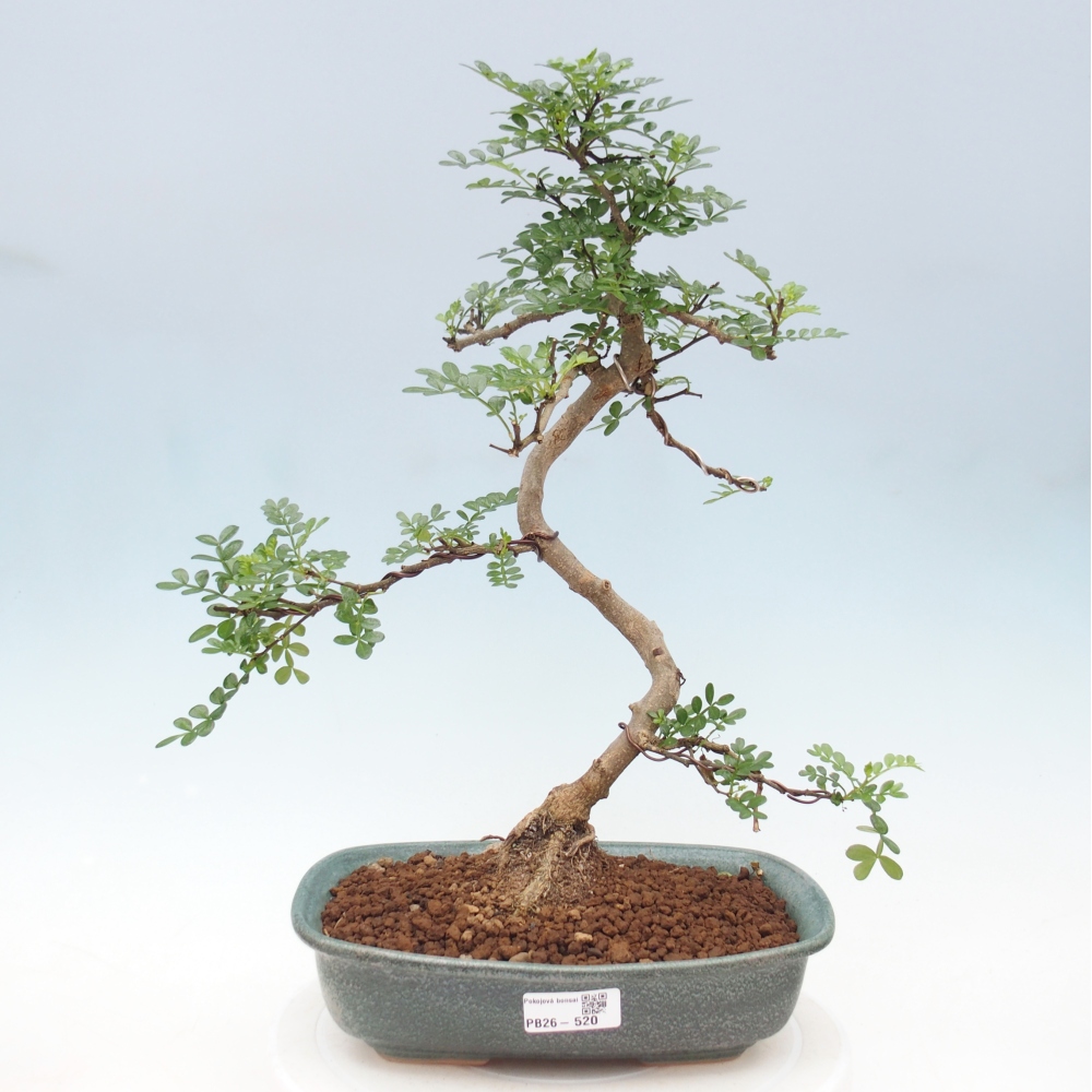 Zimmer Bonsai - Zantoxylum piperitum - Pfefferbaum