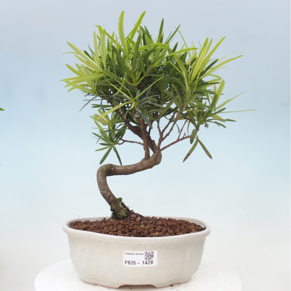 Zimmerbonsai - Podocarpus - Stein-Eibe