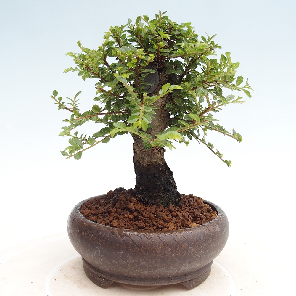 Bonsai im Freien - Ulmus parvifolia Hokkaido - Chinesische Ulme