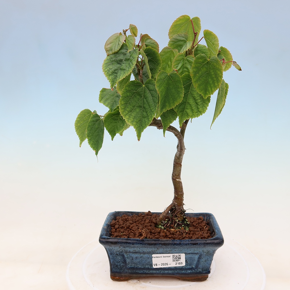 Bonsai für den Außenbereich – Herzblättrige Linde – Tilia cordata