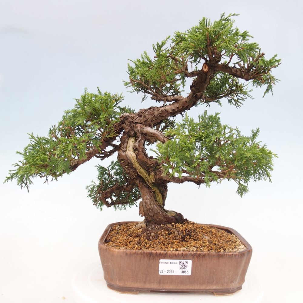 Outdoor bonsai - Juniperus chinensis Itoigawa - Chinese juniper