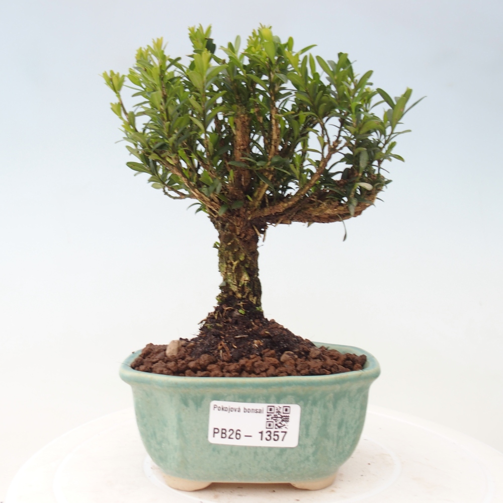 Zimmer Bonsai - Buxus harlandii - Korkbuxus