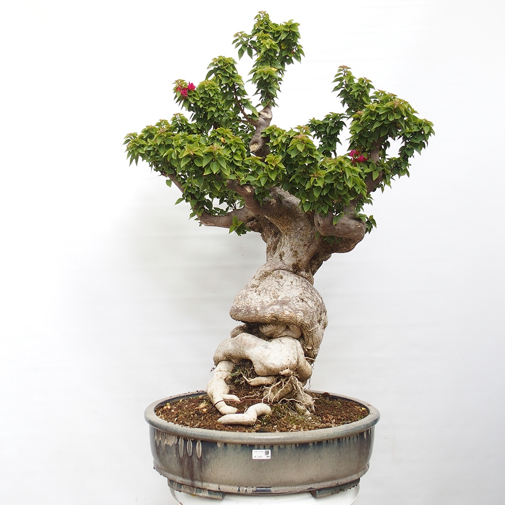 Zimmerbonsai - Bouganwilea