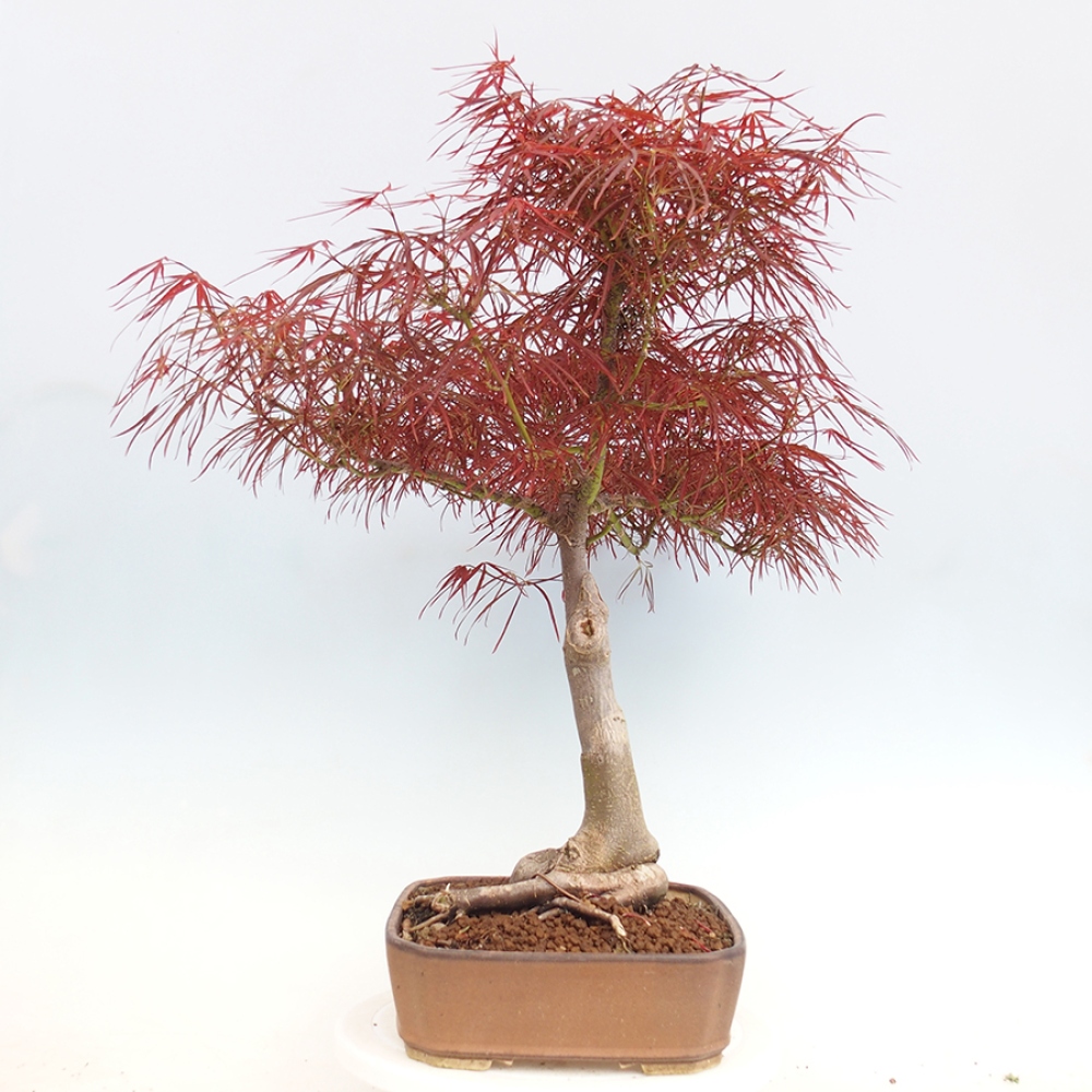 Bonsai im Freien - Acer palmatum RED PYGMY